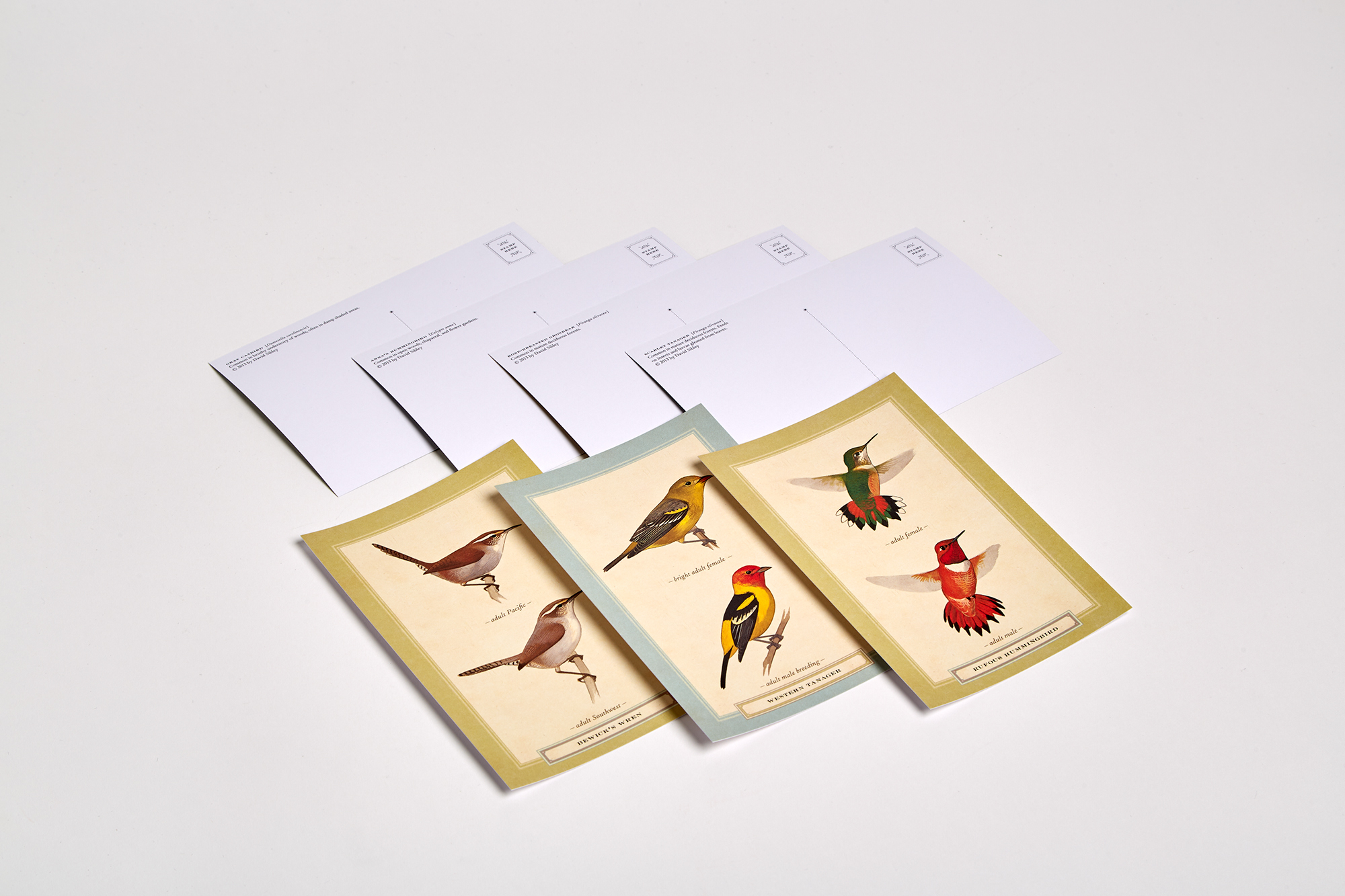 Sibley Backyard Birding Postcards Penguin Random House Retail